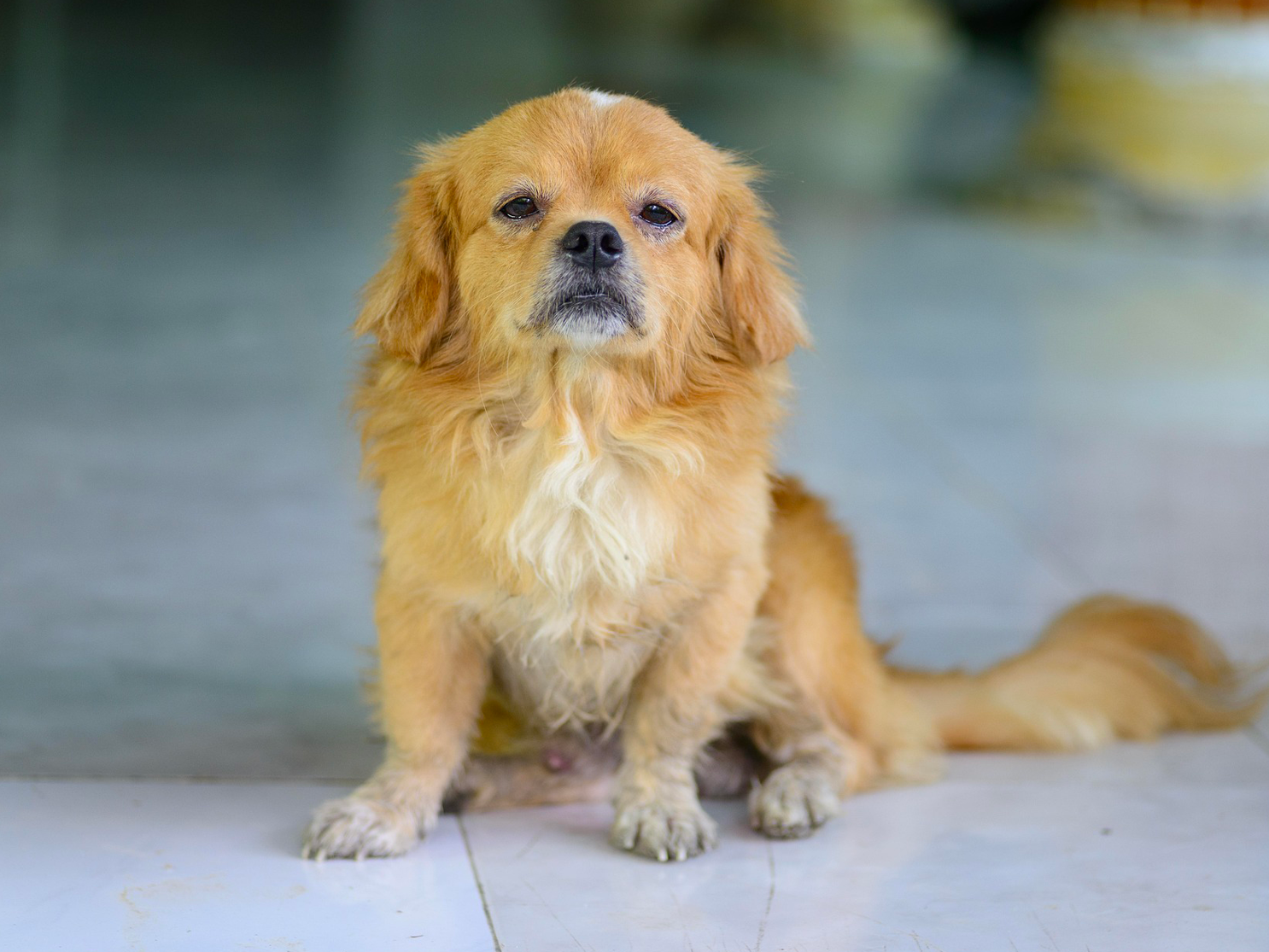 Myths About Heartworms: What Dog Owners Need to Know