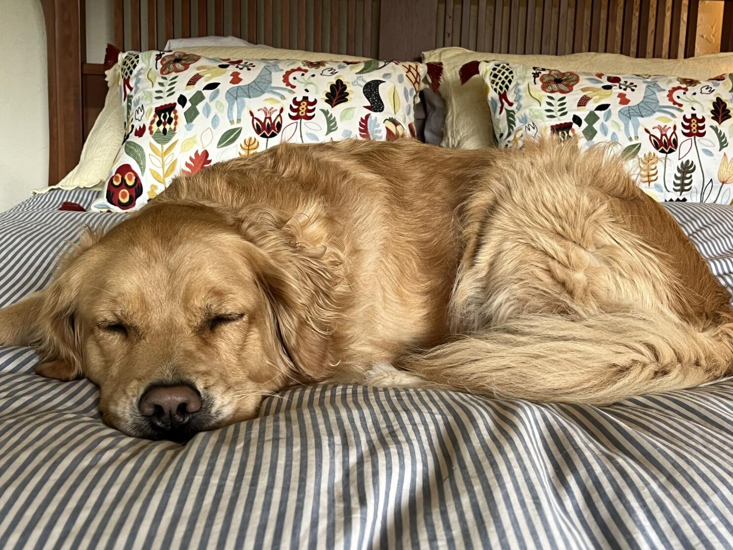 🎆 Fireworks & Furry Friends: Keep Your Dog Safe When the Sky Goes Boo